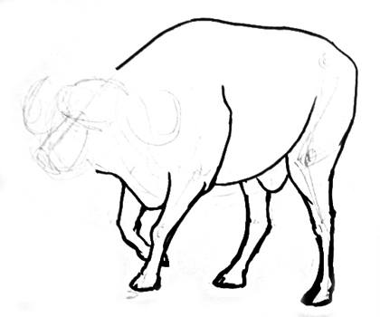 420x350 How To Draw A Buffalo