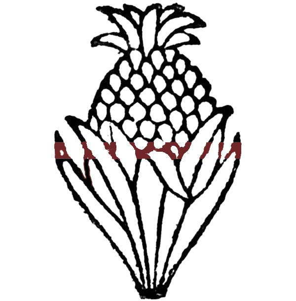 600x609 A Less Sweet Queen Pineapple From South Africa Coloring