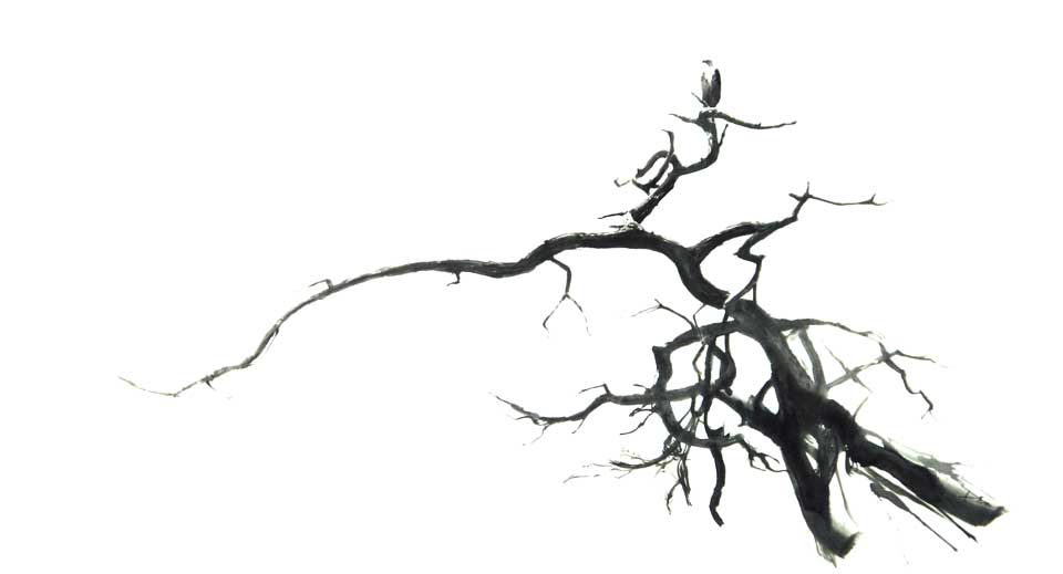 960x519 African Fish Eagle Namibia