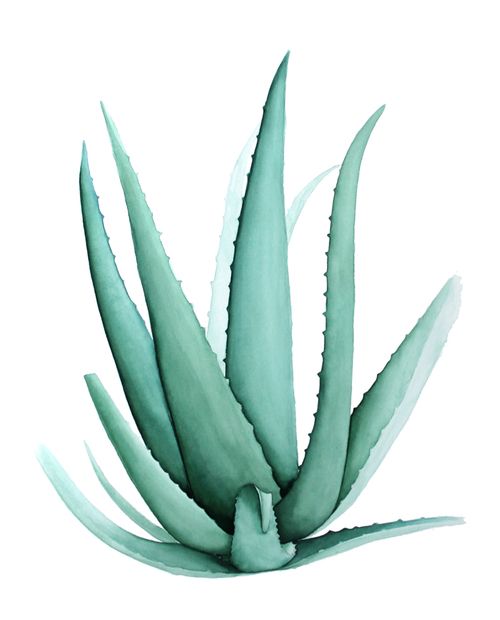 Agave Drawing