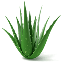 252x252 aloe drawing damiana transparent png clipart free download