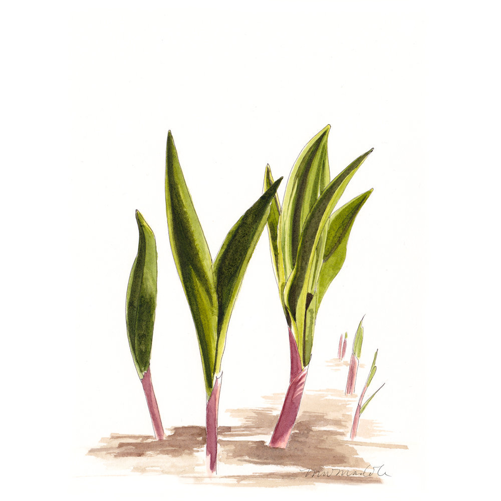 1000x1000 Baby Ramps Archival Art Print Etsy