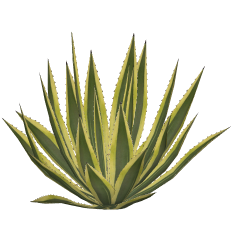 480x480 blue agave drawing