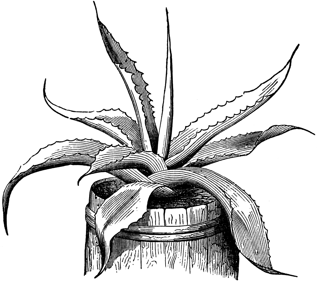 1024x906 century plant tequila in plant tattoo, plant sketches