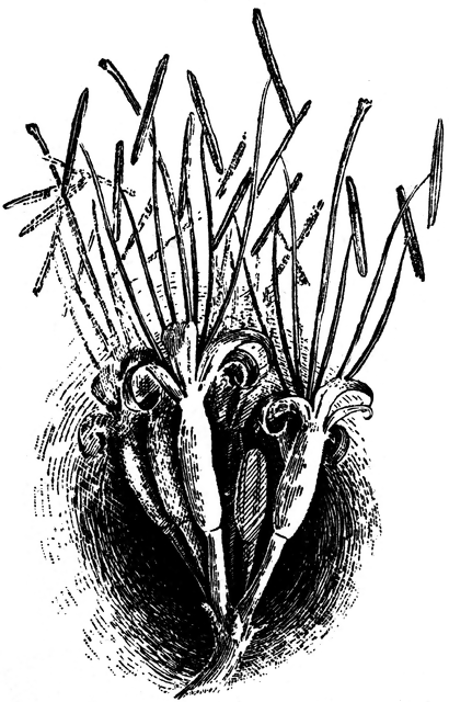 410x640 flowers of agave attenuata clipart etc