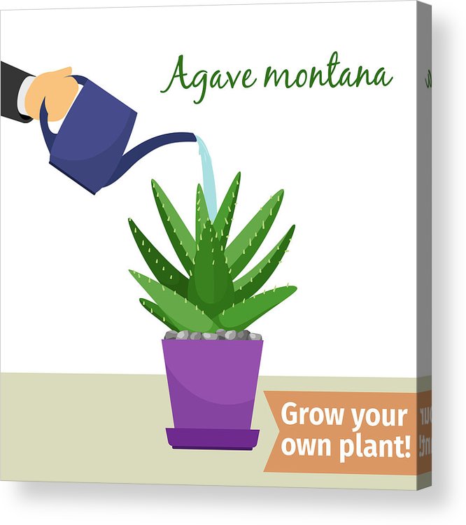666x750 hand watering agave plant illustration acrylic print