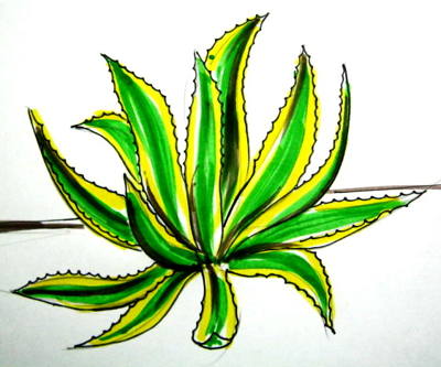 400x333 how to draw an agave tutorial