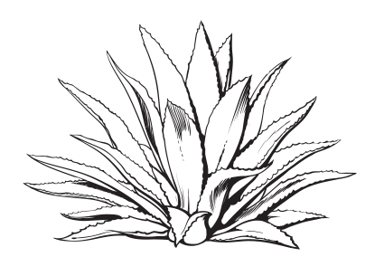 Agave Drawing | Free download on ClipArtMag