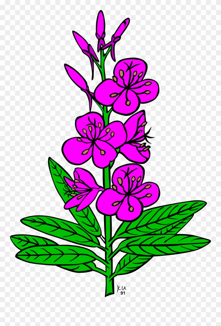 880x1295 Chamaenerion Angustifolium Drawing Computer Icons Alaska