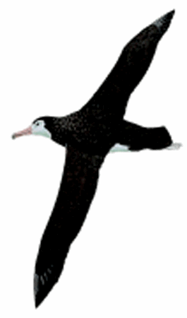 265x450 amsterdam albatross