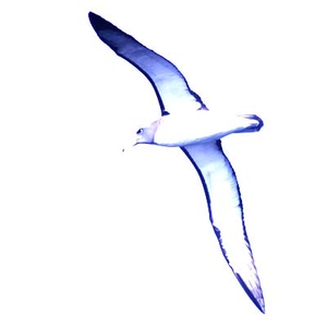 300x300 chatham islands albatross suppliers, wholesale prices, and global