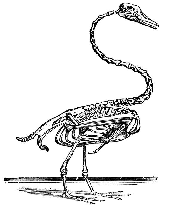 575x700 albatross drawing at com free for personal us on trevor gallery