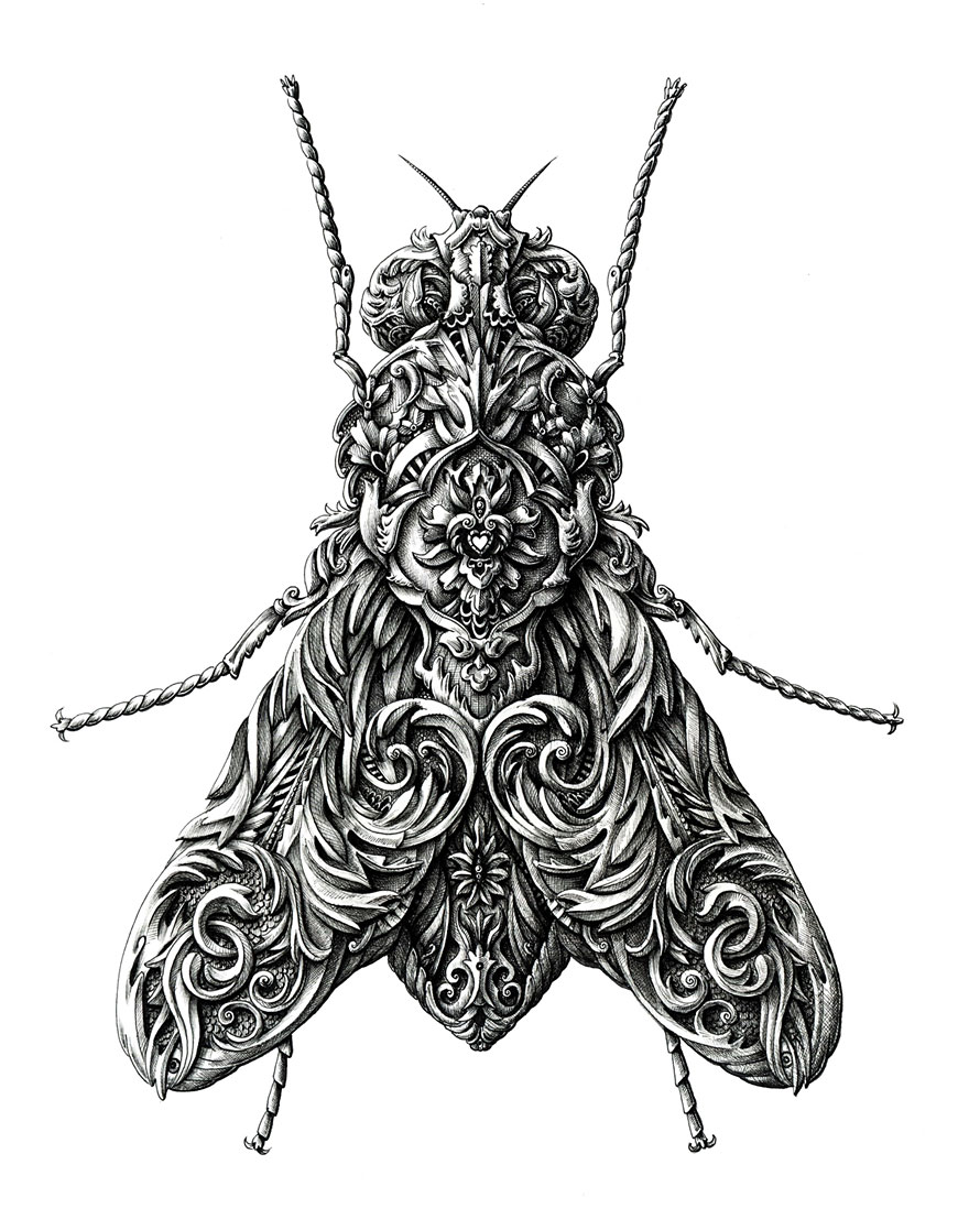 880x1117 Incredibly Intricate Renaissance Style Insect Drawings