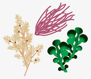 300x261 Algae Png Images Png Cliparts Free Download On Seekpng