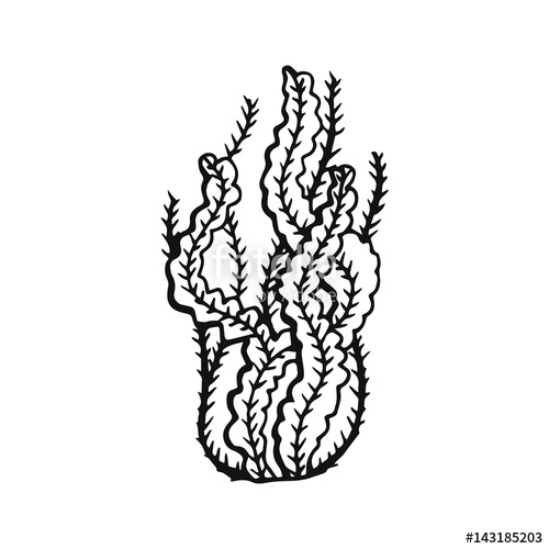 500x500 Algae Hand Drawing Stock Image And Royalty Free Vector