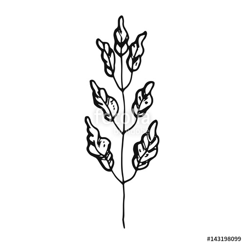 500x500 Algae Hand Drawing Vector Stock Image And Royalty Free Vector