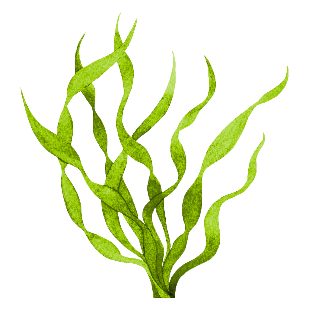 1024x1024 Collection Of Free Algae Drawing Realistic Download On Ui Ex