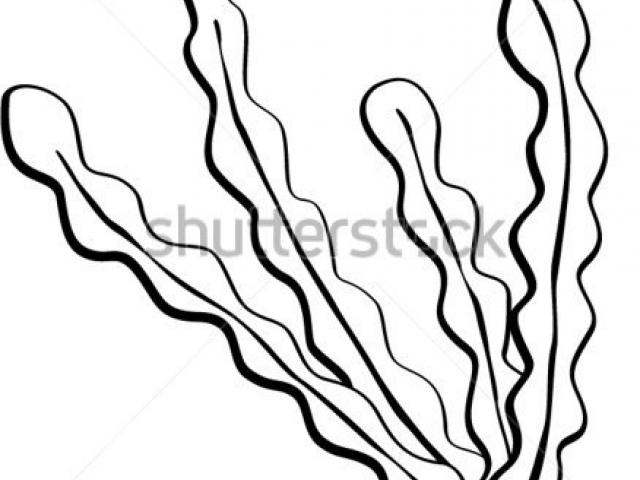 640x480 Drawn Sea Life Algae