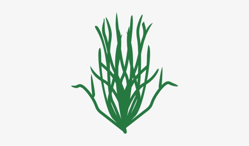 820x480 Drawn Seaweed Green Algae