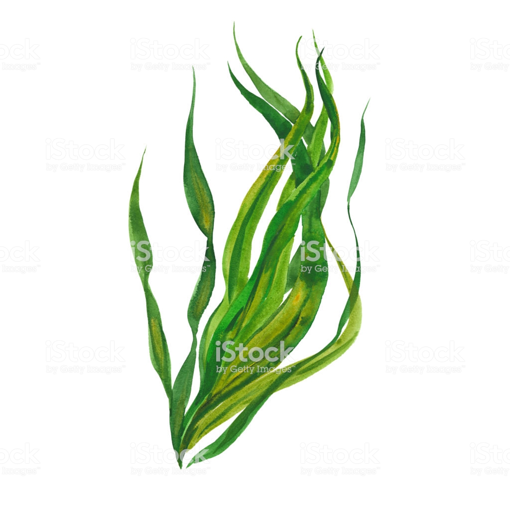 1024x1024 Huge Collection Of 'algae Clipart' Download More Than Images