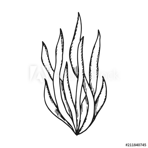 500x500 Algae Leaves Simple Sketch Vector Isolated Black