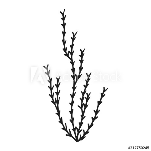 500x500 Algae Silhouette Drawing Vector Marine Plants