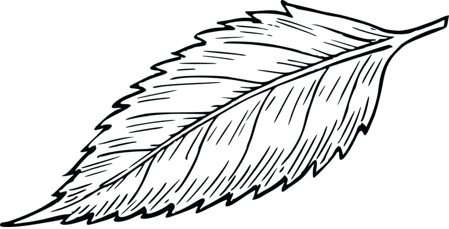 900x460 Draw Easy Drawing Of Leaf Images Easy Draw Bugs Bunny