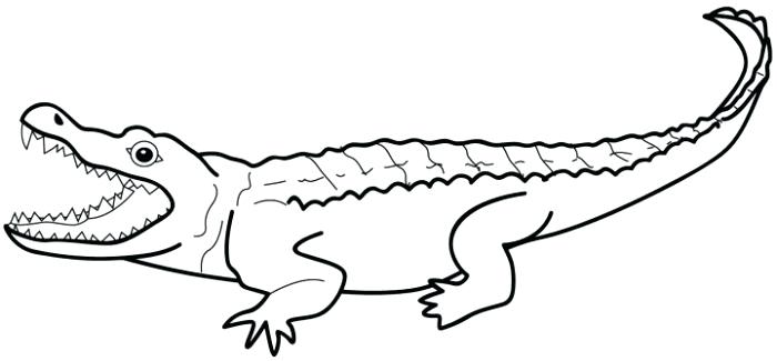 700x325 How To Draw A Alligator Easy Draw Alligator Easy