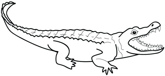 700x325 Alligator Drawing Outline Alligator Drawing Outline At Free