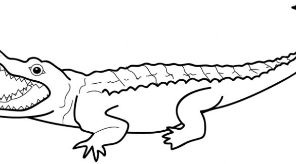 585x325 Astonishing Outline Of An Alligator Collection Drawing High