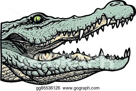 450x302 gator drawing don gator alligator drawing step