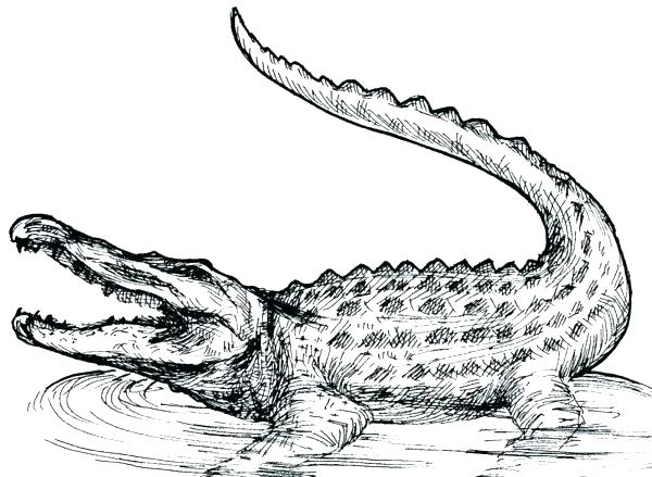 600x439 American Alligator Coloring Pages Head Cute Free S Baby