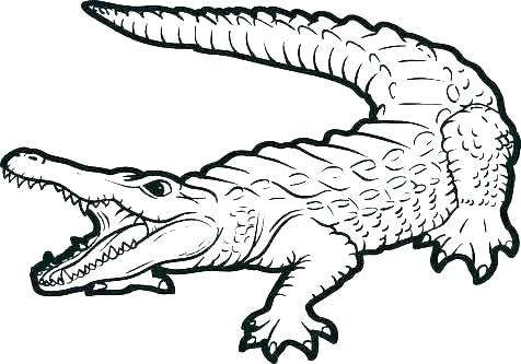 476x333 Gator Valentine