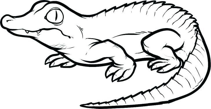 728x376 Alligator Coloring