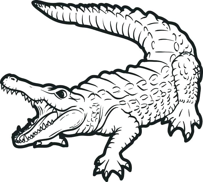 700x628 Alligator Coloring Pages Coloring
