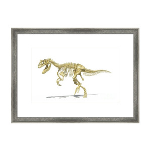 300x300 allosaurus dinosaur on white background framed print