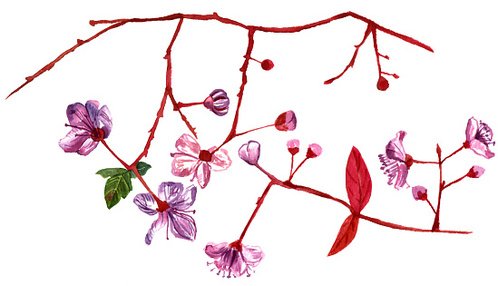 498x286 Watercolor Drawing Of Branches With Almond Flowers In Bloom