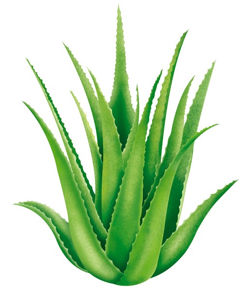 514x618 aloe vera plant drawing