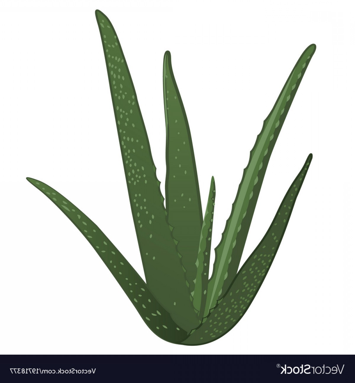 1200x1296 aloe vera plant vector soidergi