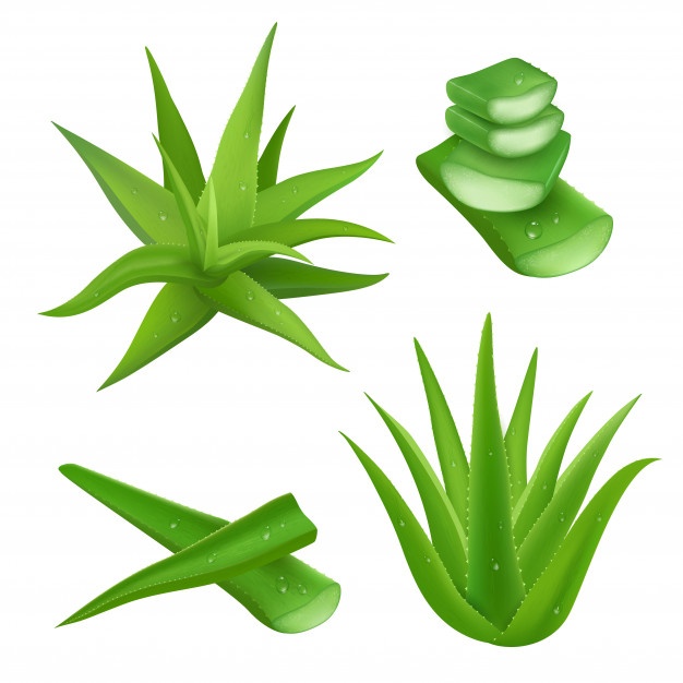 626x626 aloe vera vectors, photos and free download