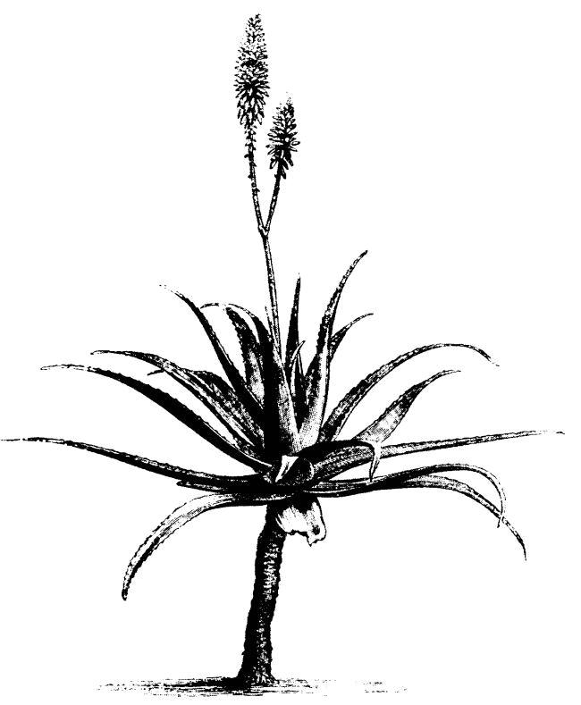 650x789 aloe vera clip art image