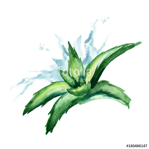 500x500 aloe vera extract splash watercolor hand drawn illustration