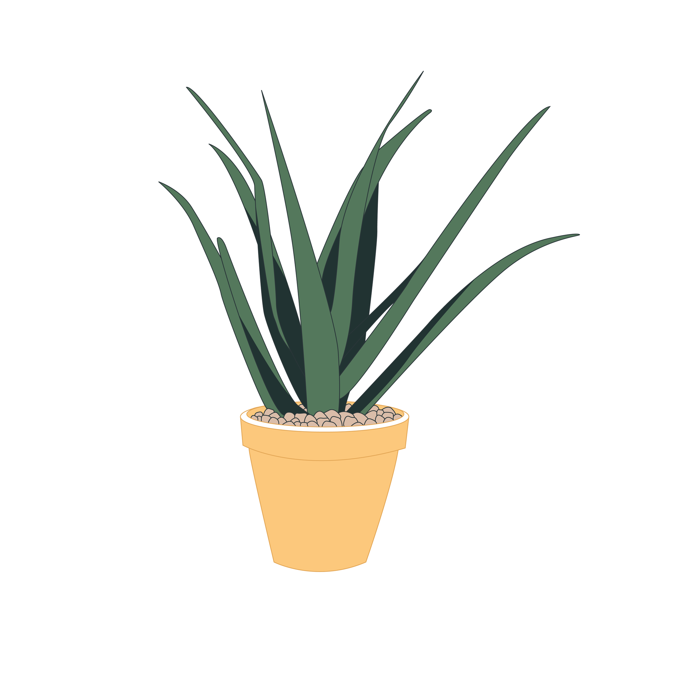 2160x2160 house plant drawing aloe plant plant graphic art