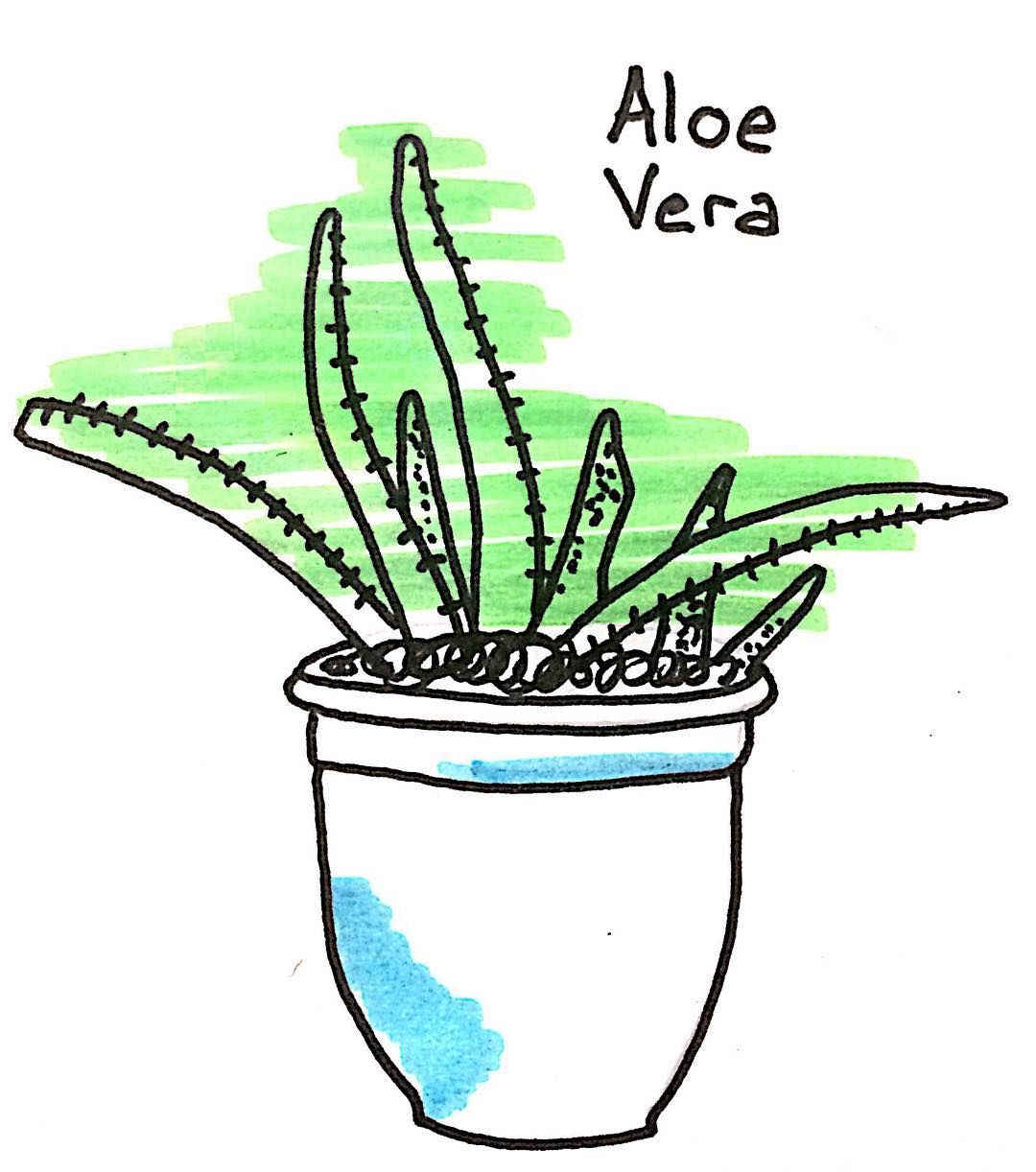 1080x1222 Houseplant Aloe Vera