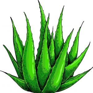 300x300 Set Of Aloe Vera Drawings Shopatcloth