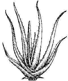 240x284 aloe