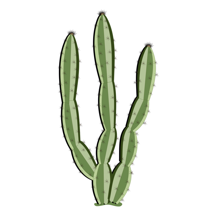 750x750 aloe drawing cactus transparent png clipart free download