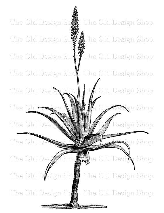 570x738 aloe vera clip art vintage printable botanical plant etsy