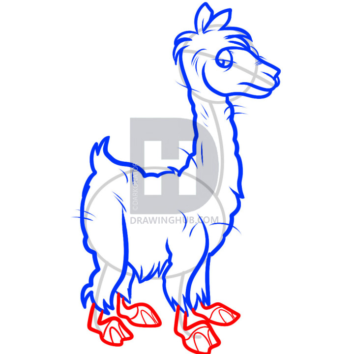 720x720 how to draw an alpaca, alpaca, step