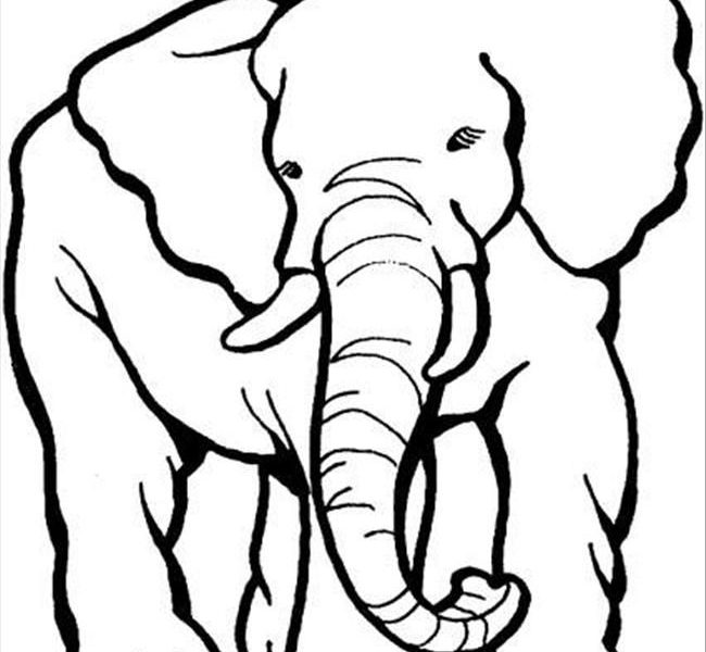 650x600 Elephant Drawing For Coloring Coloring Pages Elephant Drawing Kids